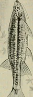 An illustration from Die exotischen zierfische in wort und bild (1914)