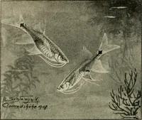 An illustration from Die exotischen zierfische in wort und bild (1914)