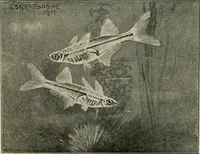 Picture 112 of 250 from Die exotischen zierfische in wort und bild (1914), leaf 175