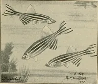 An illustration from Die exotischen zierfische in wort und bild (1914)