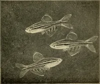 Picture 114 of 250 from Die exotischen zierfische in wort und bild (1914), leaf 178