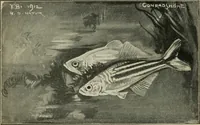 An illustration from Die exotischen zierfische in wort und bild (1914)