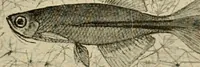 An illustration from Die exotischen zierfische in wort und bild (1914)