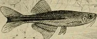 An illustration from Die exotischen zierfische in wort und bild (1914)