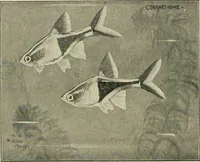 Picture 118 of 250 from Die exotischen zierfische in wort und bild (1914), leaf 181