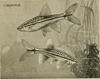 Picture 119 of 250 from Die exotischen zierfische in wort und bild (1914), leaf 182