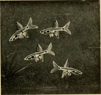 Picture 122 of 250 from Die exotischen zierfische in wort und bild (1914), leaf 186