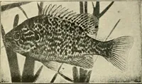 An illustration from Die exotischen zierfische in wort und bild (1914)