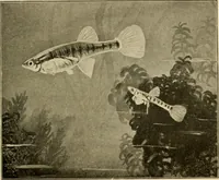 Picture 125 of 250 from Die exotischen zierfische in wort und bild (1914), leaf 190