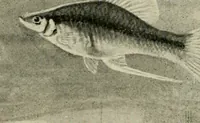 An illustration from Die exotischen zierfische in wort und bild (1914)
