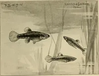 Picture 127 of 250 from Die exotischen zierfische in wort und bild (1914), leaf 194