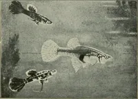 Picture 129 of 250 from Die exotischen zierfische in wort und bild (1914), leaf 197
