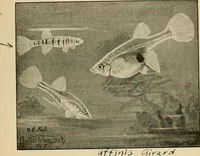 Picture 130 of 250 from Die exotischen zierfische in wort und bild (1914), leaf 198