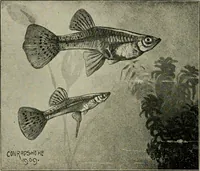 Picture 131 of 250 from Die exotischen zierfische in wort und bild (1914), leaf 199