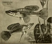 Picture 132 of 250 from Die exotischen zierfische in wort und bild (1914), leaf 202
