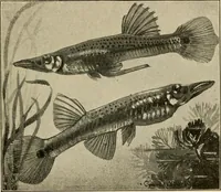 An illustration from Die exotischen zierfische in wort und bild (1914)