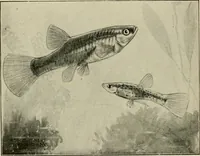 Picture 134 of 250 from Die exotischen zierfische in wort und bild (1914), leaf 205