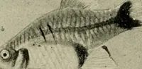 An illustration from Die exotischen zierfische in wort und bild (1914)