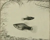 An illustration from Die exotischen zierfische in wort und bild (1914)