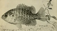An illustration from Die exotischen zierfische in wort und bild (1914)