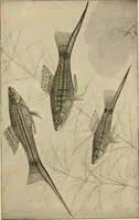 An illustration from Die exotischen zierfische in wort und bild (1914)