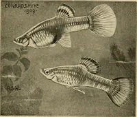 Picture 139 of 250 from Die exotischen zierfische in wort und bild (1914), leaf 214