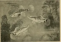 Picture 140 of 250 from Die exotischen zierfische in wort und bild (1914), leaf 216