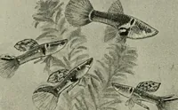 Picture 141 of 250 from Die exotischen zierfische in wort und bild (1914), leaf 217