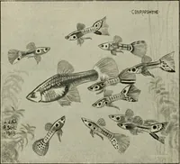 Picture 142 of 250 from Die exotischen zierfische in wort und bild (1914), leaf 219