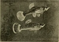 Picture 143 of 250 from Die exotischen zierfische in wort und bild (1914), leaf 220