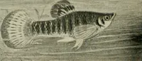 Picture 144 of 250 from Die exotischen zierfische in wort und bild (1914), leaf 221