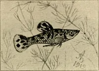 Picture 145 of 250 from Die exotischen zierfische in wort und bild (1914), leaf 222