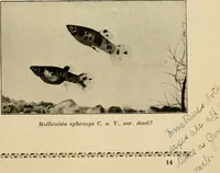 Picture 146 of 250 from Die exotischen zierfische in wort und bild (1914), leaf 222
