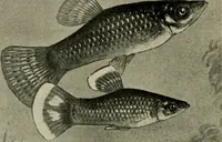 Picture 147 of 250 from Die exotischen zierfische in wort und bild (1914), leaf 223