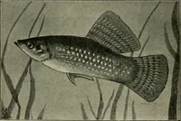 An illustration from Die exotischen zierfische in wort und bild (1914)