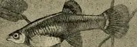 Picture 150 of 250 from Die exotischen zierfische in wort und bild (1914), leaf 226