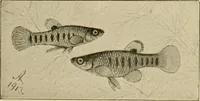 Picture 152 of 250 from Die exotischen zierfische in wort und bild (1914), leaf 228