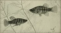 Picture 153 of 250 from Die exotischen zierfische in wort und bild (1914), leaf 229