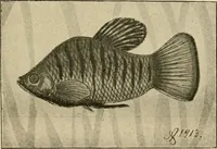 An illustration from Die exotischen zierfische in wort und bild (1914)