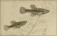 Picture 155 of 250 from Die exotischen zierfische in wort und bild (1914), leaf 232