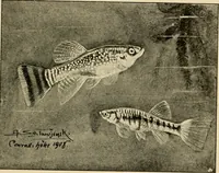 Picture 156 of 250 from Die exotischen zierfische in wort und bild (1914), leaf 234