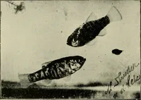 An illustration from Die exotischen zierfische in wort und bild (1914)