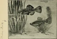 Picture 158 of 250 from Die exotischen zierfische in wort und bild (1914), leaf 237