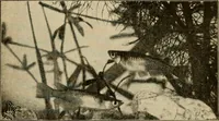 Picture 159 of 250 from Die exotischen zierfische in wort und bild (1914), leaf 238