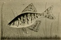 An illustration from Die exotischen zierfische in wort und bild (1914)
