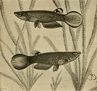 Picture 160 of 250 from Die exotischen zierfische in wort und bild (1914), leaf 242