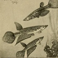 Picture 161 of 250 from Die exotischen zierfische in wort und bild (1914), leaf 244