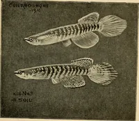 Picture 164 of 250 from Die exotischen zierfische in wort und bild (1914), leaf 250