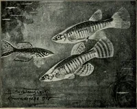 Picture 165 of 250 from Die exotischen zierfische in wort und bild (1914), leaf 251