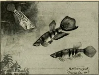 Picture 166 of 250 from Die exotischen zierfische in wort und bild (1914), leaf 253